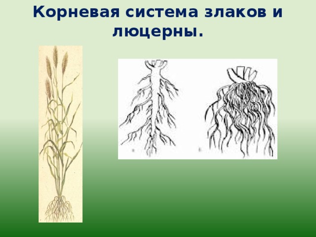 Корневые культуры. Мочковатая корневая система злаковых. Злаки с мочковатой корневой системой. Мочковатая корневая система пшеницы. Корневая система мочковатая у ржи.