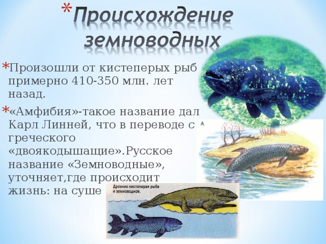 Произошли от кистеперых рыб примерно 410-350 млн. лет назад. «Амфибия»-такое название дал Карл Линней, что в переводе с греческого «двоякодышащие».Русское название «Земноводные», уточняет,где происходит жизнь: на суше и в воде.