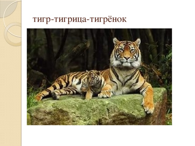 тигр-тигрица-тигрёнок
