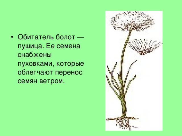 Обитатель болот — пушица. Ее семена снабжены пуховками, которые облегчают перенос семян ветром.