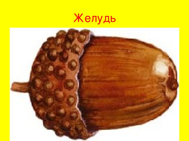 Желудь