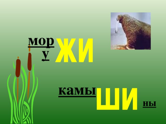 мор у камы ны