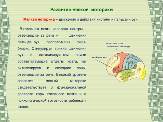 Развитие мелкой моторики Мелкая моторика – движения и действия кистями и пальцами рук.     В головном  мозге  человека  центры,  отвечающие  за  речь  и движения пальцев  рук, расположены очень близко. Стимулируя тонкие движения рук и активизируя  тем самым соответствующие отделы мозга, мы активизируем и соседние зоны, отвечающие за речь.  Высокий уровень развития мелкой моторики свидетельствует о функциональной зрелости коры головного мозга и о психологической готовности ребенка к школе.