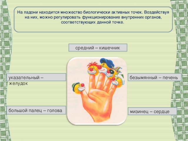 На ладони находится множество биологически активных точек. Воздействуя на них, можно регулировать функционирование внутренних органов, соответствующих данной точке.   средний – кишечник указательный – желудок безымянный – печень большой палец – голова мизинец – сердце