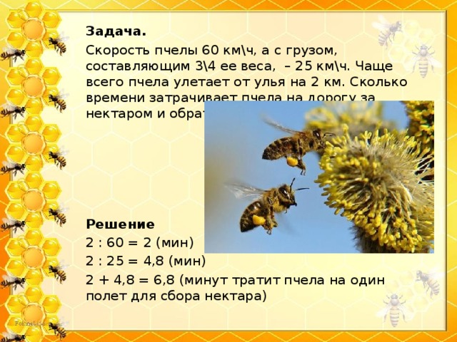 Задача. Скорость пчелы 60 км\ч, а с грузом, составляющим 3\4 ее веса, – 25 км\ч. Чаще всего пчела улетает от улья на 2 км. Сколько времени затрачивает пчела на дорогу за нектаром и обратно? Решение 2 : 60 = 2 (мин) 2 : 25 = 4,8 (мин) 2 + 4,8 = 6,8 (минут тратит пчела на один полет для сбора нектара)