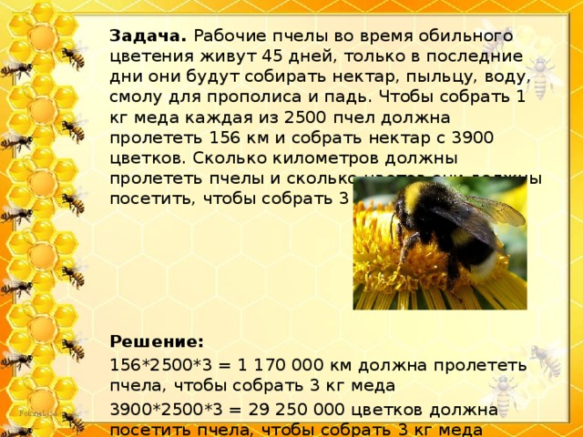 Время нектара. Задача про пчел. Сколько живут пчелы. Задачи пчеловодства. Сколько меда собирают пчелы.