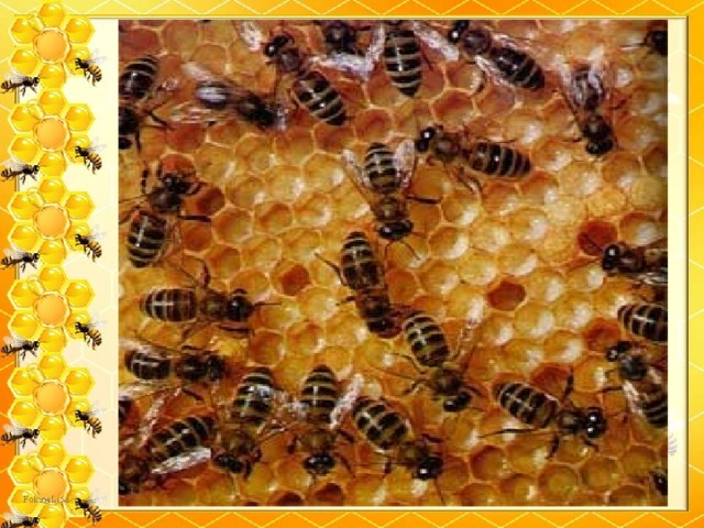 На этом математические секреты пчёл не заканчиваются. Интересно и дальше исследовать строение пчелиных сот. Расчётливые пчёлы заполняют пространство так, что не остаётся просветов, экономя при этом 2% воска.