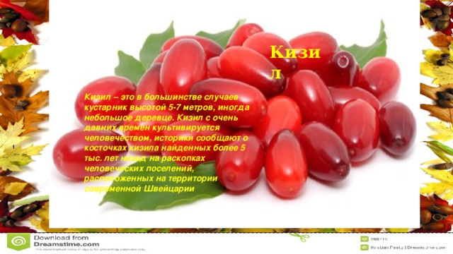 Кизил Кизил – это в большинстве случаев кустарник высотой 5-7 метров, иногда небольшое деревце. Кизил с очень давних времен культивируется человечеством, историки сообщают о косточках кизила найденных более 5 тыс. лет назад на раскопках человеческих поселений, расположенных на территории современной Швейцарии