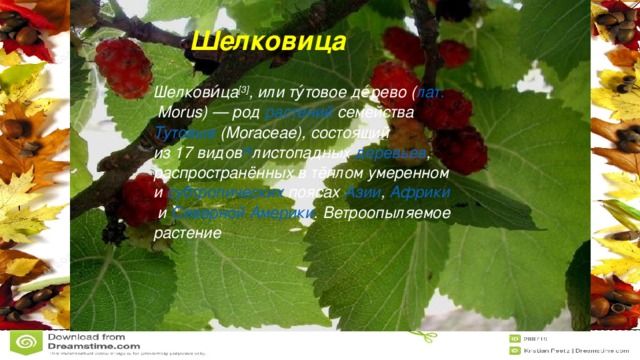 Шелковица Шелкови́ца [3] , или ту́товое де́рево ( лат.  Morus) — род  растений  семейства  Тутовые  (Moraceae), состоящий из 17 видов [4] листопадных   деревьев , распространённых в тёплом умеренном и  субтропических  поясах  Азии ,  Африки  и  Северной Америки . Ветроопыляемое растение