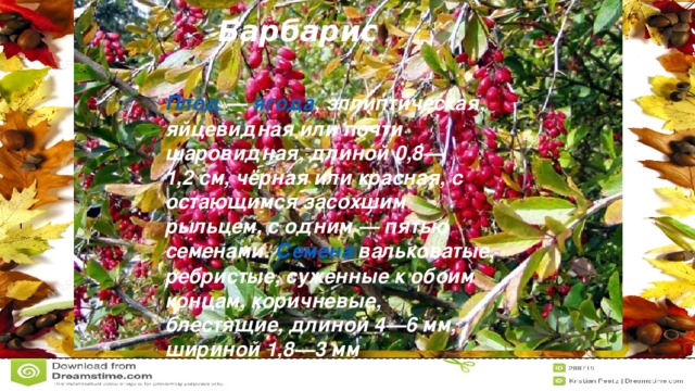 Барбарис Плод  —  ягода , эллиптическая, яйцевидная или почти шаровидная, длиной 0,8—1,2 см, чёрная или красная, с остающимся засохшим рыльцем, с одним — пятью семенами.  Семена  вальковатые, ребристые, суженные к обоим концам, коричневые, блестящие, длиной 4—6 мм, шириной 1,8—3 мм