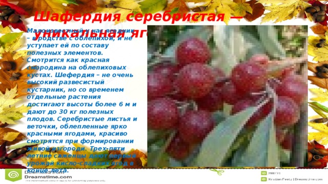 Шафердия серебристая — уникальная ягода Малоизвестный у нас ягодник – в родстве с облепихой, и не уступает ей по составу полезных элементов. Смотрится как красная смородина на облепиховых кустах. Шефердия – не очень высокий развесистый кустарник, но со временем отдельные растения достигают высоты более 6 м и дают до 30 кг полезных плодов. Серебристые листья и веточки, облепленные ярко красными ягодами, красиво смотрятся при формировании живой изгороди. Трех-пяти летние саженцы дают первый урожай кисло-сладких ягод в конце лета.