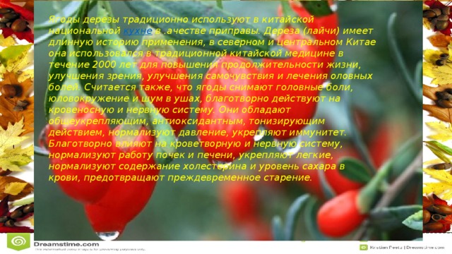 Ягоды дерезы традиционно используют в китайской национальной  кухне  в .ачестве приправы. Дереза (лайчи) имеет длинную историю применения, в северном и центральном Китае она использовался в традиционной китайской медицине в течение 2000 лет для повышения продолжительности жизни, улучшения зрения, улучшения самочувствия и лечения оловных болей. Считается также, что ягоды снимают головные боли, юловокружение и шум в ушах, благотворно действуют на кровеносную и нервную систему. Они обладают общеукрепляющим, антиоксидантным, тонизирующим действием, нормализуют давление, укрепляют иммунитет. Благотворно влияют на кроветворную и нервную систему, нормализуют работу почек и печени, укрепляют легкие, нормализуют содержание холестерина и уровень сахара в крови, предотвращают преждевременное старение.