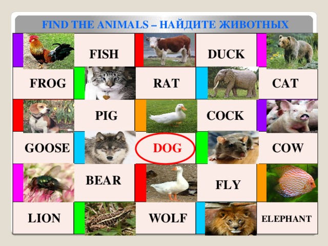 FIND THE ANIMALS – НАЙДИТЕ ЖИВОТНЫХ   FROG    FISH  RAT  PIG   GOOSE  DUCK  DOG  BEAR  CAT  COCK  LION   FLY  COW  WOLF    ELEPHANT