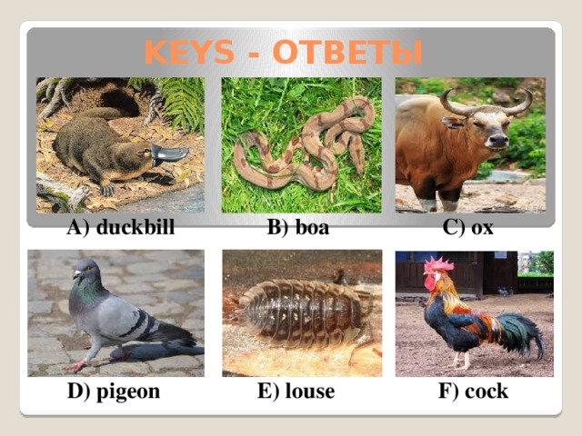 KEYS - ОТВЕТЫ B) boa A) duckbill C) ox E) louse F) cock D) pigeon