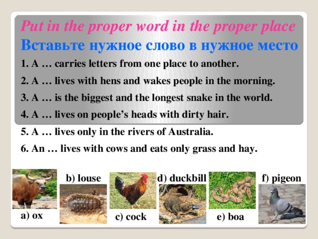 Put in the proper word in the proper place Вставьте нужное слово в нужное место 1. A … carries letters from one place to another. 2. A … lives with hens and wakes people in the morning.  3. A … is the biggest and the longest snake in the world.  4. A … lives on people’s heads with dirty hair.  5. A … lives only in the rivers of Australia. 6. An … lives with cows and eats only grass and hay.   b) louse d) duckbill f) pigeon a) ox c) cock e) boa