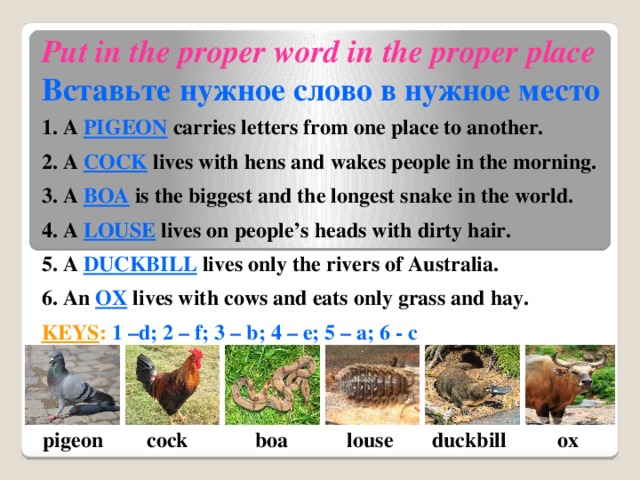 Put in the proper word in the proper place Вставьте нужное слово в нужное место 1. A PIGEON carries letters from one place to another. 2. A COCK lives with hens and wakes people in the morning.  3. A BOA is the biggest and the longest snake in the world.  4. A LOUSE  lives on people’s heads with dirty hair.  5. A DUCKBILL  lives  only the rivers of Australia. 6. An OX lives with cows and eats only grass and hay.  KEYS :  1 –d; 2 – f; 3 – b; 4 – e; 5 – a; 6 - c  cock duckbill ox louse pigeon boa