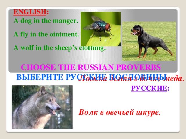 ENGLISH : A dog in the manger.  A fly in the ointment.  A wolf in the sheep’s clothing.   CHOOSE THE RUSSIAN PROVERBS ВЫБЕРИТЕ РУССКИЕ ПОСЛОВИЦЫ  Ложка дегтя в бочке меда. Волк в овечьей шкуре. Собака на сене. РУССКИЕ :