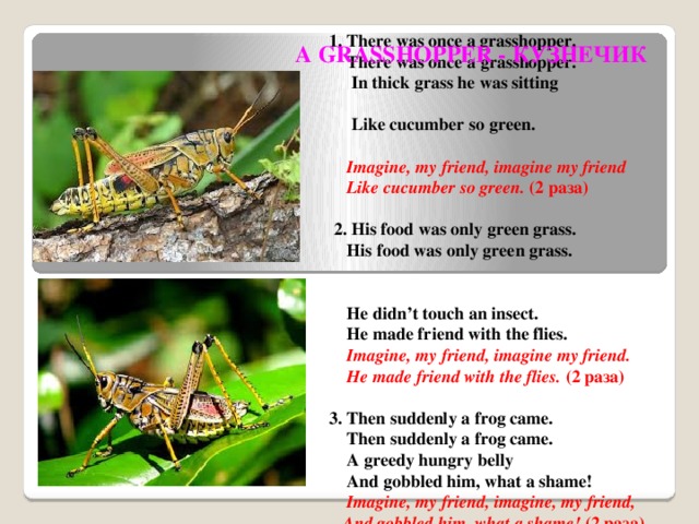 1. There was once a grasshopper.  There was once a grasshopper.  In thick grass he was sitting  Like cucumber so green.   Imagine, my friend, imagine my friend  Like cucumber so green. (2 раза)    2. His food was only green grass.  His food was only green grass.  He didn’t touch an insect.  He made friend with the flies.  Imagine, my friend, imagine my friend.  He made friend with the flies. (2 раза) 3. Then suddenly a frog came.  Then suddenly a frog came.  A greedy hungry belly  And gobbled him, what a shame!  Imagine, my friend, imagine, my friend,  And gobbled him, what a shame! (2 раза) A GRASSHOPPER - КУЗНЕЧИК