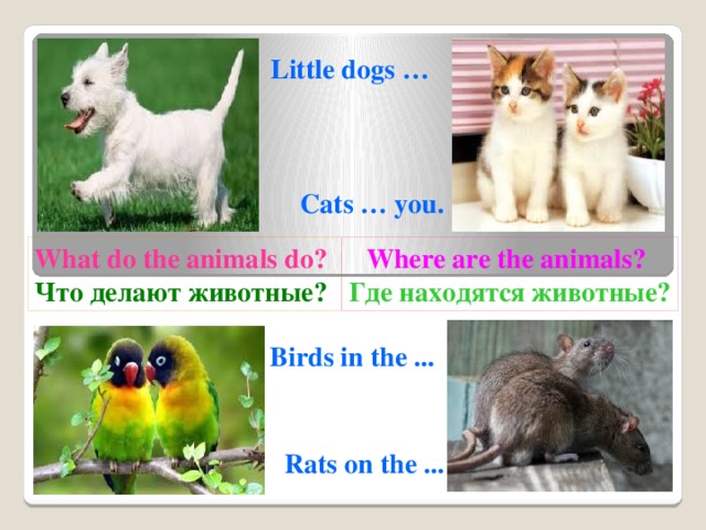 Little dogs … Cats … you. What do the animals do?  Where are the animals? Что делают животные? Где находятся животные? Birds in the ... Rats on the ...