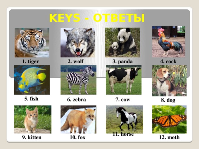 KEYS - ОТВЕТЫ 1. tiger 2. wolf 3. panda 4. cock 5. fish 6. zebra 7. cow 8. dog 11. horse 9. kitten 10. fox  12. moth