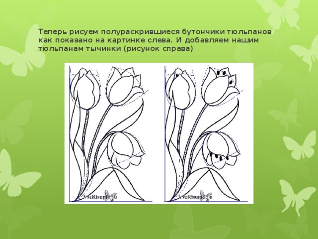 Теперь рисуем полураскрившиеся бутончики тюльпанов как показано на картинке слева. И добавляем нашим тюльпанам тычинки (рисунок справа)