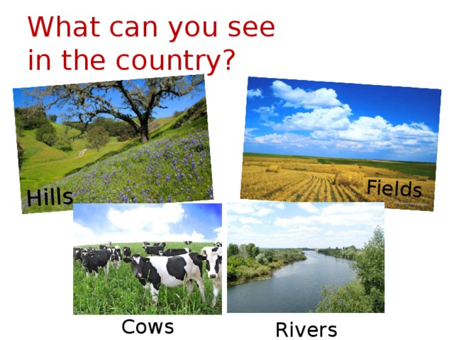 Hills Fields What can you see  in the country? Cows Rivers