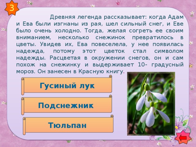 3   Древняя легенда рассказывает: когда Адам и Ева были изгнаны из рая, шел сильный снег, и Еве было очень холодно. Тогда, желая согреть ее своим вниманием, несколько снежинок превратилось в цветы. Увидев их, Ева повеселела, у нее появилась надежда, потому этот цветок стал символом надежды. Расцветая в окружении снегов, он и сам похож на снежинку и выдерживает 10- градусный мороз. Он занесен в Красную книгу . Гусиный лук Подснежник Тюльпан