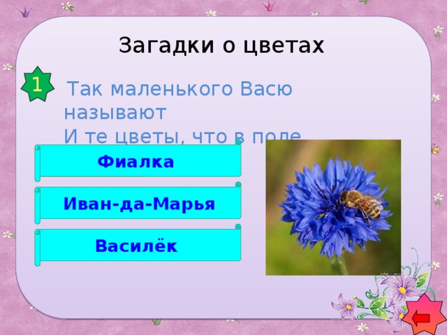 Загадки о цветах 1   Так маленького Васю называют  И те цветы, что в поле собирают   Фиалка  Иван-да-Марья Василёк