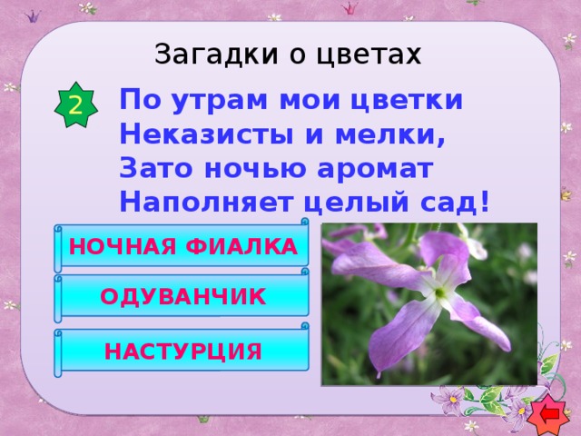 Загадки о цветах  По утрам мои цветки  Неказисты и мелки,  Зато ночью аромат  Наполняет целый сад! 2 НОЧНАЯ ФИАЛКА ОДУВАНЧИК НАСТУРЦИЯ