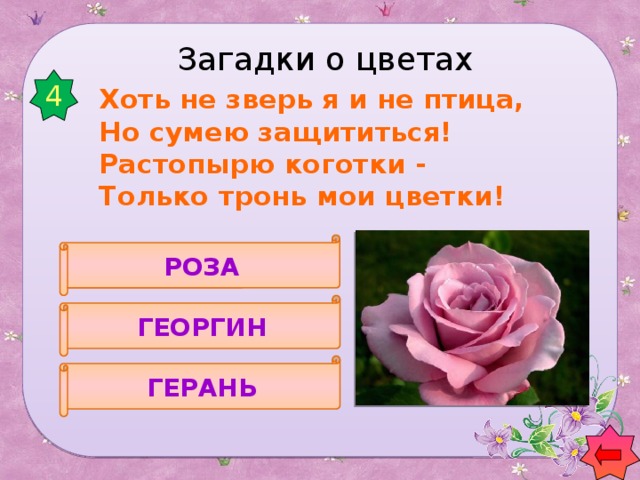 Загадки о цветах 4  Хоть не зверь я и не птица,  Но сумею защититься!  Растопырю коготки -  Только тронь мои цветки ! РОЗА ГЕОРГИН ГЕРАНЬ