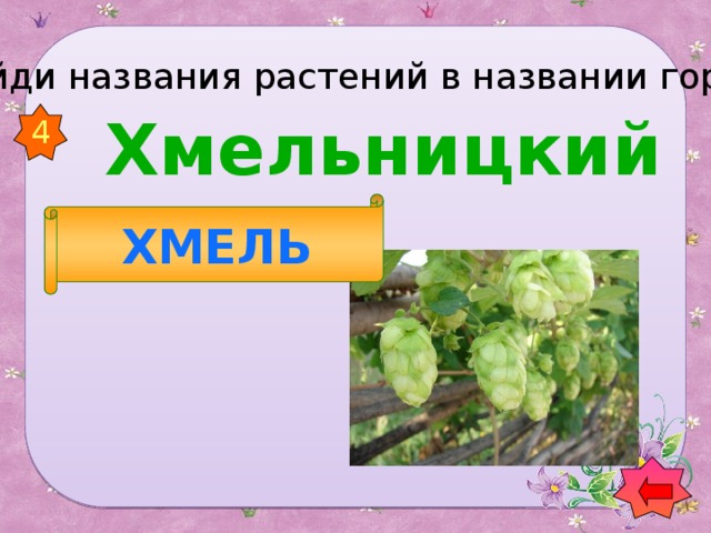 Найди названия растений в названии городов   Хмельницкий 4 ХМЕЛЬ