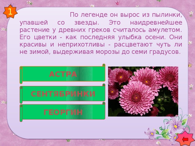 1   По легенде он вырос из пылинки, упавшей со звезды. Это наидревнейшее растение у древних греков считалось амулетом. Его цветки - как последняя улыбка осени. Они красивы и неприхотливы - расцветают чуть ли не зимой, выдерживая морозы до семи градусов. АСТРА СЕНТЯБРИНКИ ГЕОРГИН