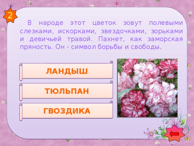 2   В народе этот цветок зовут полевыми слезками, искорками, звездочками, зорьками и девичьей травой. Пахнет, как заморская пряность. Он - символ борьбы и свободы . ЛАНДЫШ ТЮЛЬПАН ГВОЗДИКА