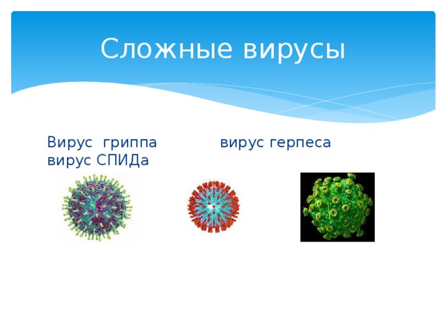 Сложные вирусы Вирус гриппа вирус герпеса вирус СПИДа