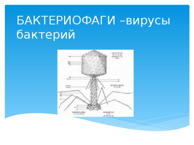 БАКТЕРИОФАГИ –вирусы бактерий