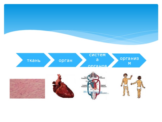 ткань орган система органов организм