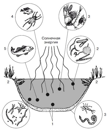 Характеристика Биогеоценоза И Экосистем Реферат
