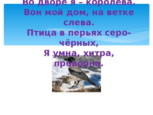 Во дворе я – королева.  Вон мой дом, на ветке слева.  Птица в перьях серо-чёрных,  Я умна, хитра, проворна.