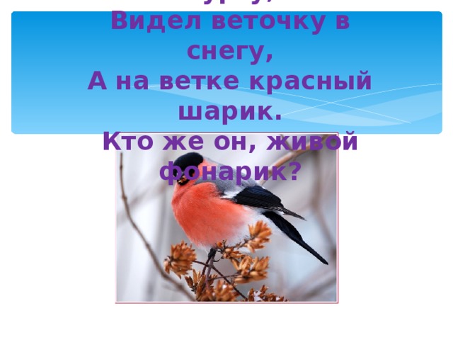 Я вчера гулял в пургу,  Видел веточку в снегу,  А на ветке красный шарик.  Кто же он, живой фонарик?