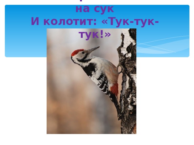 Вот пернатый сел на сук  И колотит: «Тук-тук-тук!»