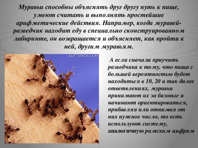 Муравьи способны объяснять друг другу путь к пище, умеют считать и выполнять простейшие арифметические действия. Например, когда муравей-разведчик находит еду в специально сконструированном лабиринте, он возвращается и объясняет, как пройти к ней, другим муравьям.  А если сначала приучить разведчика к тому, что пища с большей вероятностью будет находиться в 10, 20 и так далее ответвлениях, муравьи принимают их за базовые и начинают ориентироваться, прибавляя или отнимая от них нужное число, то есть используют систему, аналогичную римским цифрам