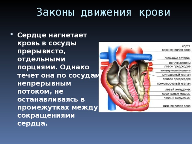 Сосуды по которым течет от сердца