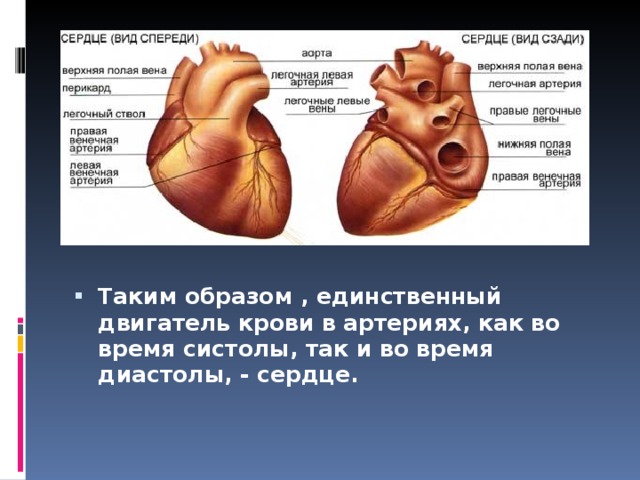 Таким образом , единственный двигатель крови в артериях, как во время систолы, так и во время диастолы, - сердце.