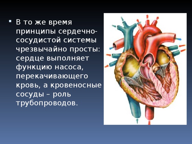 В то же время принципы сердечно-сосудистой системы чрезвычайно просты: сердце выполняет функцию насоса, перекачивающего кровь, а кровеносные сосуды – роль трубопроводов.