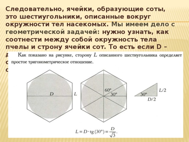 Следовательно, ячейки, образующие соты, это шестиугольники, описанные вокруг окружности тел насекомых. Мы имеем дело с геометрической задачей: нужно узнать, как соотнести между собой окружность тела пчелы и строну ячейки сот. То есть если D – диаметр окружности, то по формуле мы сможем найти сторону шестиугольника L описывающего ее.