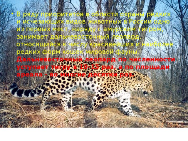В ряду приоритетов в области охраны редких и исчезающих видов животных в России одно из первых мест, наряду с амурским тигром, занимает дальневосточный леопард, относящийся к числу красивейших и наиболее редких форм кошек мировой фауны. Дальневосточный леопард по численности уступает тигру в 10-15 раз, а по площади ареала - во многие десятки раз.