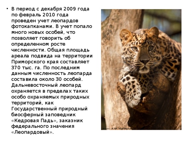 В период с декабря 2009 года по февраль 2010 года проведен учет леопардов фотокапканами. В учет попало много новых особей, что позволяет говорить об определенном росте численности. Общая площадь ареала подвида на территории Приморского края составляет 370 тыс. га. По последним данным численность леопарда составила около 30 особей. Дальневосточный леопард охраняется в пределах таких особо охраняемых природных территорий, как Государственный природный биосферный заповедник «Кедровая Падь», заказник федерального значения «Леопардовый».