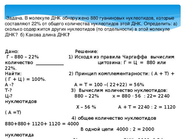 В молекуле днк количество нуклеотидов