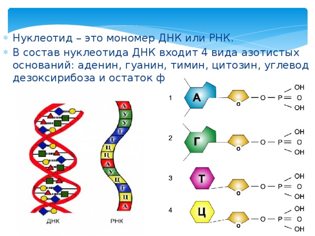 Нуклеотид – это мономер ДНК или РНК. В состав нуклеотида ДНК входит 4 вида азотистых оснований: аденин, гуанин, тимин, цитозин, углевод дезоксирибоза и остаток фосфорной кислоты: