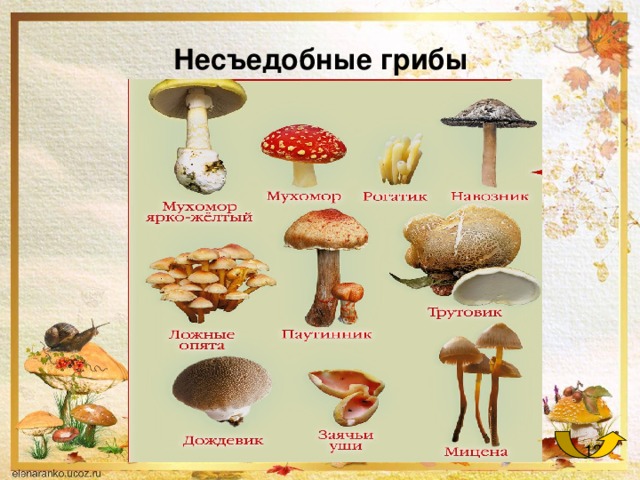 Несъедобные грибы